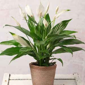 Spathiphyllum – Barış Çiçeği