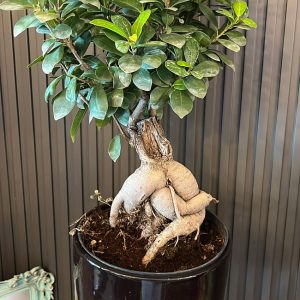 Dekoratif Saksılı Bonzai